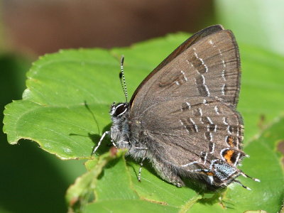 Banded Hairstreak