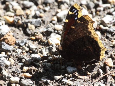 Mourning Cloak