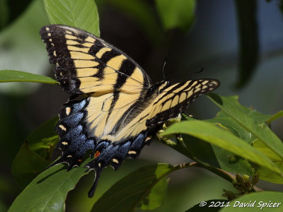 Eastern Tiger Swallowtail