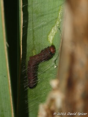 IMG_9089.JPG