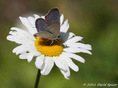 Eastern Tailed-Blue