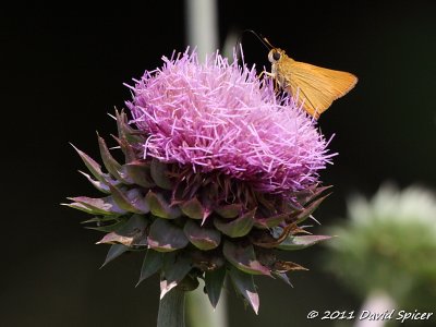 Delaware Skipper