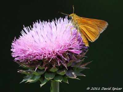 Dion Skipper