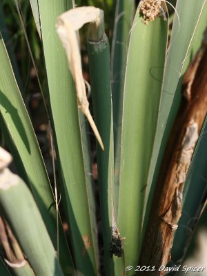 Larval Tube