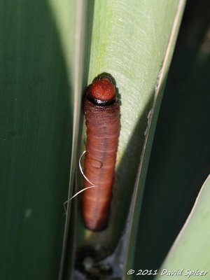 Yucca Giant-Skipper Caterpillar