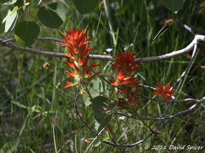 IMG_2217.jpg