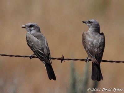 Western Kingbirds