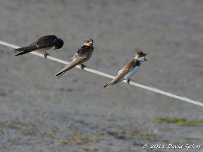 Bank and Barn Swallows