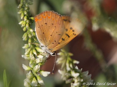 Purplish Copper