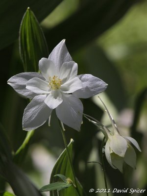 White Columbine