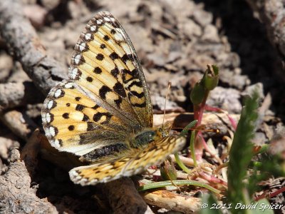 Mormon Fritillary