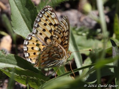 Mormon Fritillary