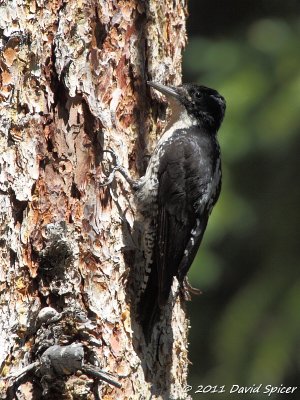 Three-toed Woodpecker