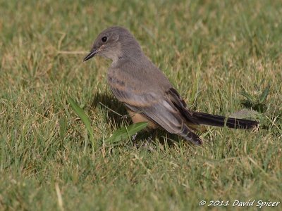 Say's Phoebe