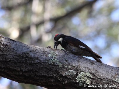 Acorn Woodpecker
