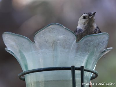 White-breasted Nuthatch