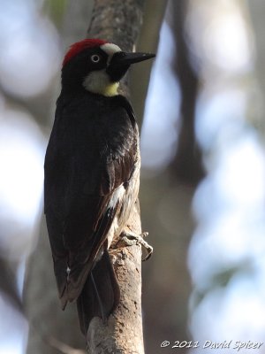 Acorn Woodpecker