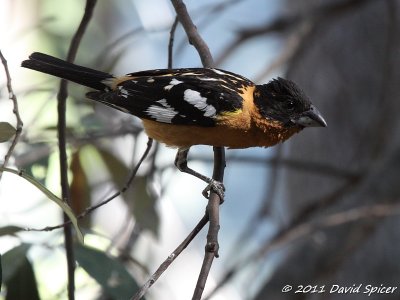 Black-headed Grosbeak