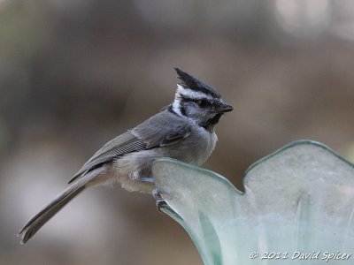 Chickadees, Titmice, Nuthatches and Wrens