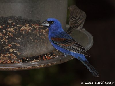 Blue Grosbeak