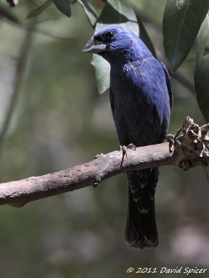 Blue Grosbeak