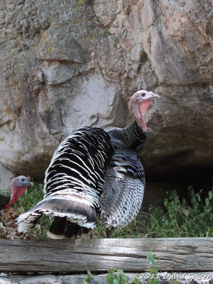 Wild Turkey