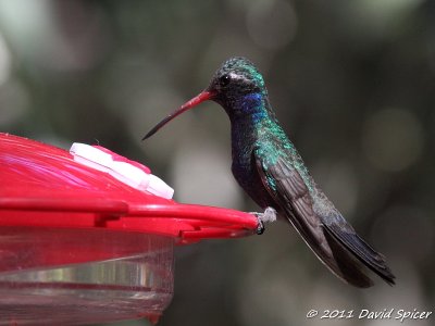 Broad-billed Hummingbird