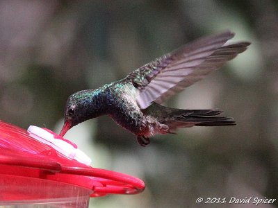 Broad-billed Hummingbird