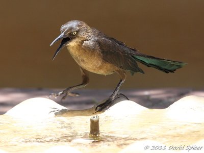 Great-tailed Grackle