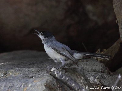 Black-tailed Gnatcatcher