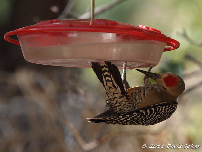 Gila Woodpecker