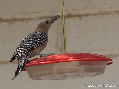 Gila Woodpecker