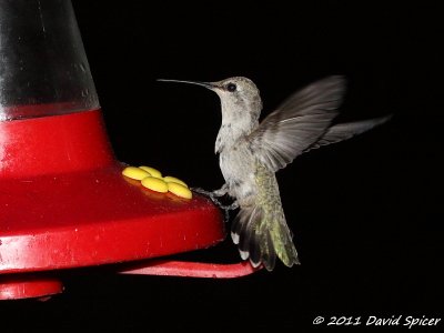 Hummingbird