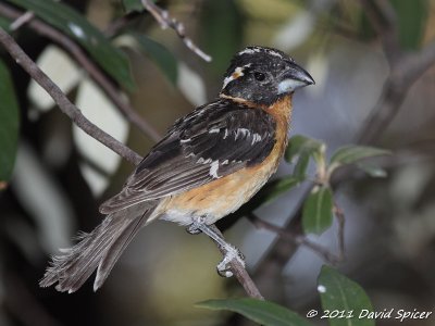 Black-headed Grosbeak