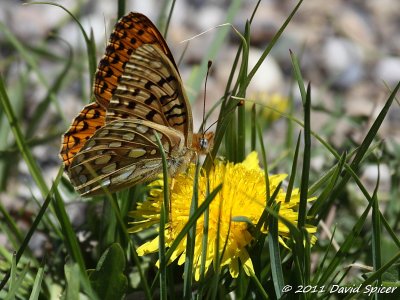 ? Fritillary