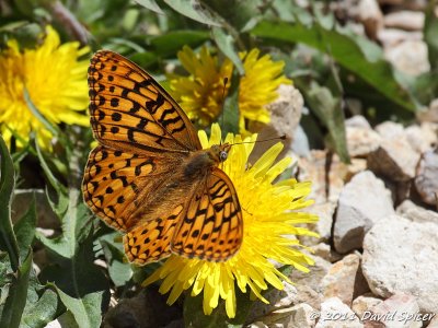 ? Fritillary