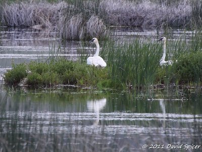 Trumpeter Swans