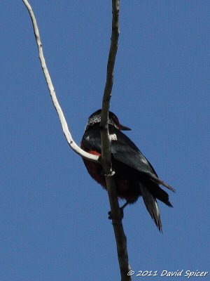 Lewis's Woodpecker