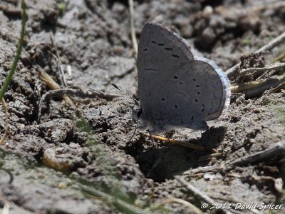Boisduval's Blue