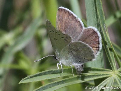 Boisduval's Blue