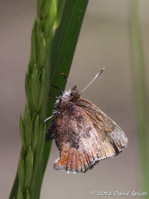 Brown Elfin