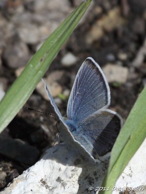 Arrowhead Blue