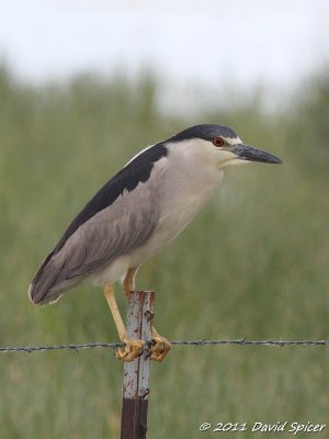 Bitterns, Egrets, Herons, Ibises, Spoonbills and Storks