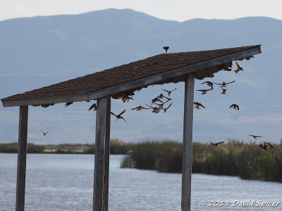 Cliff Swallows