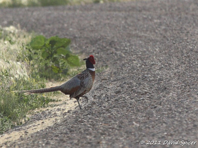 Ring-necked Pheasant
