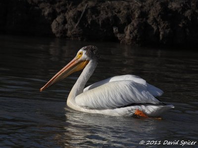 Pelicans, Cormorants and Frigatebirds