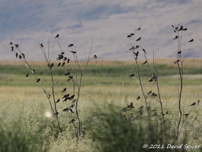 Cliff Swallows