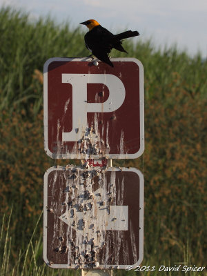 Yellow-headed Blackbird