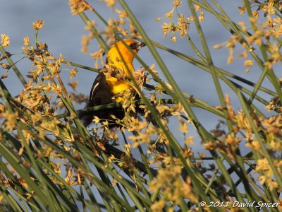 Yellow-headed Blackbird