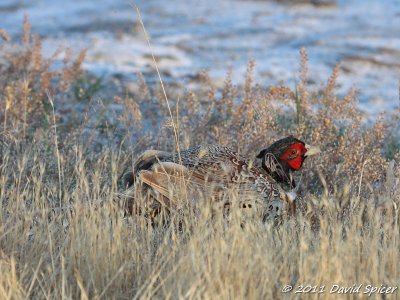 Ring-necked Pheasant